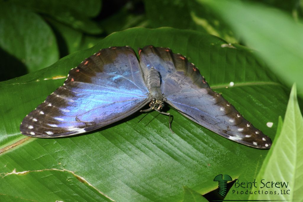 Butterfly - Common Morpho Wings Down